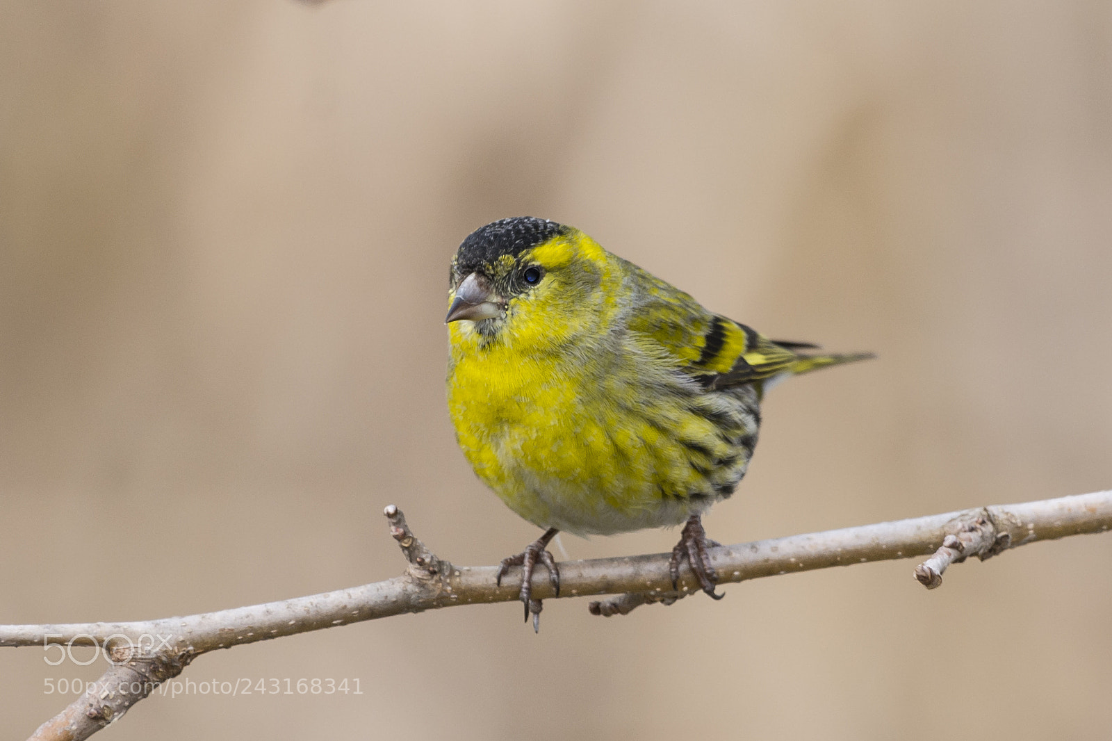 Nikon D7100 sample photo. Eurasian siskin photography