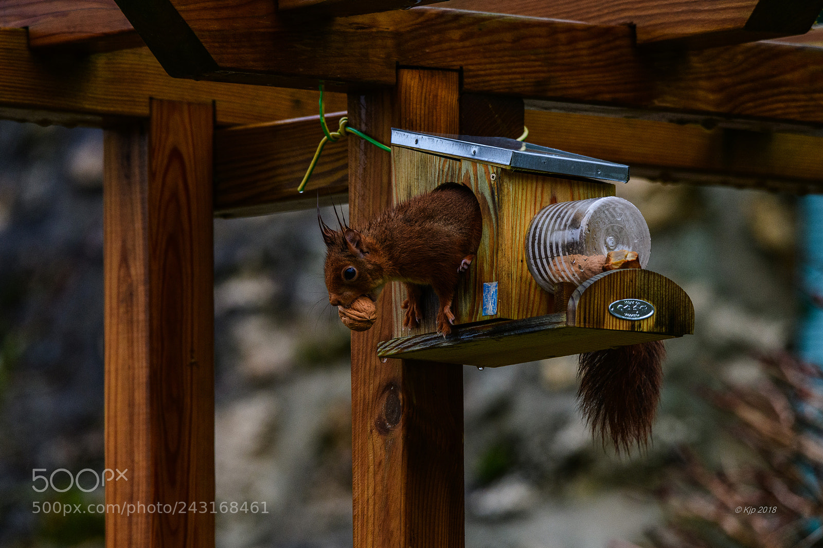 Nikon D850 sample photo. 20180120 10h00 fripon  "merci!!" photography