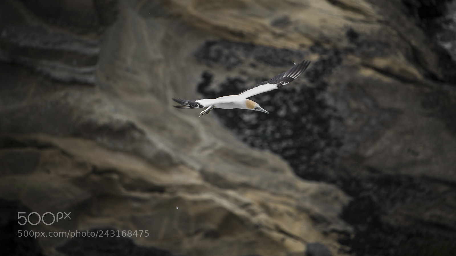 Nikon D800 sample photo. Gannets 02 photography