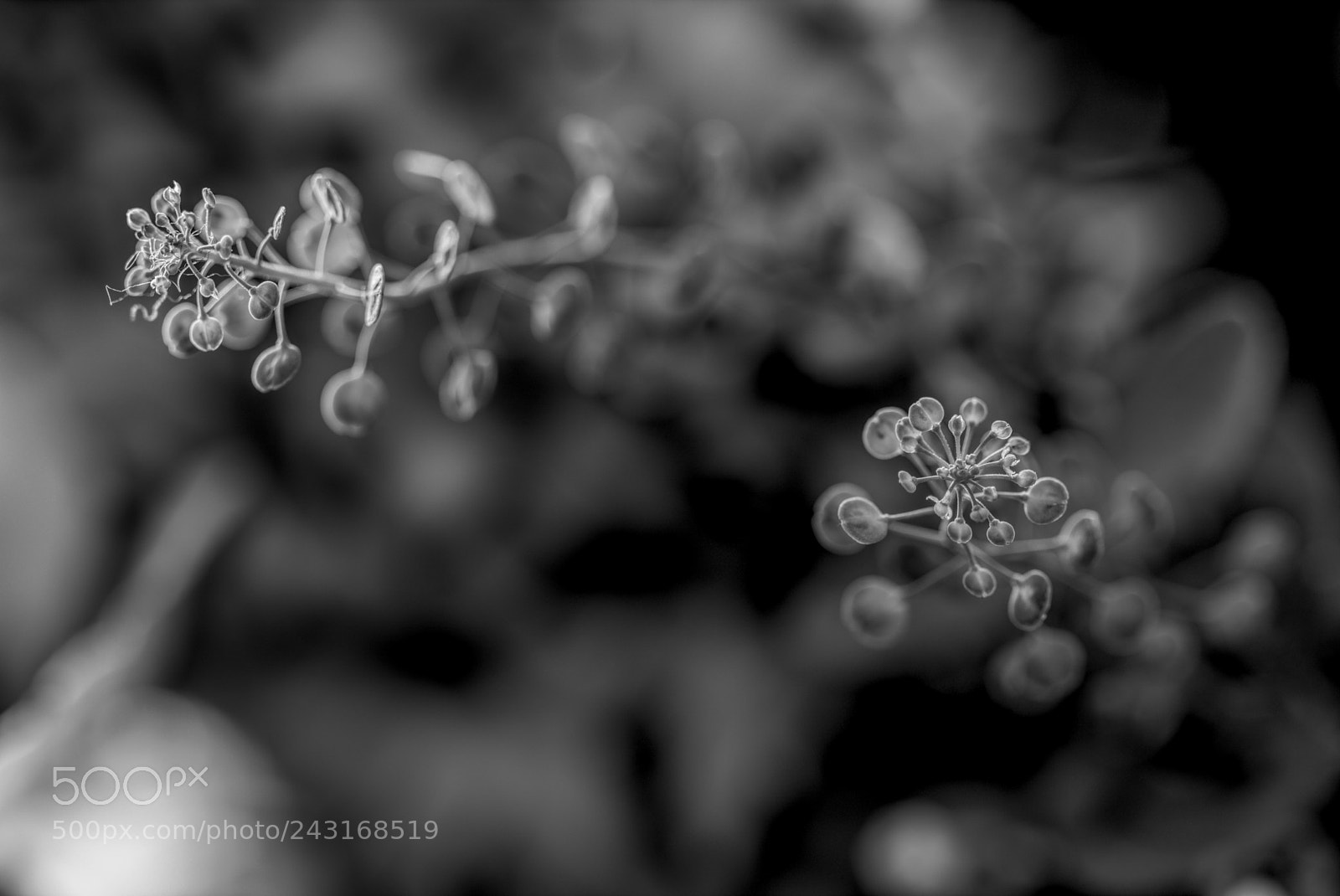 Canon EOS 760D (EOS Rebel T6s / EOS 8000D) sample photo. Macro flowers photography