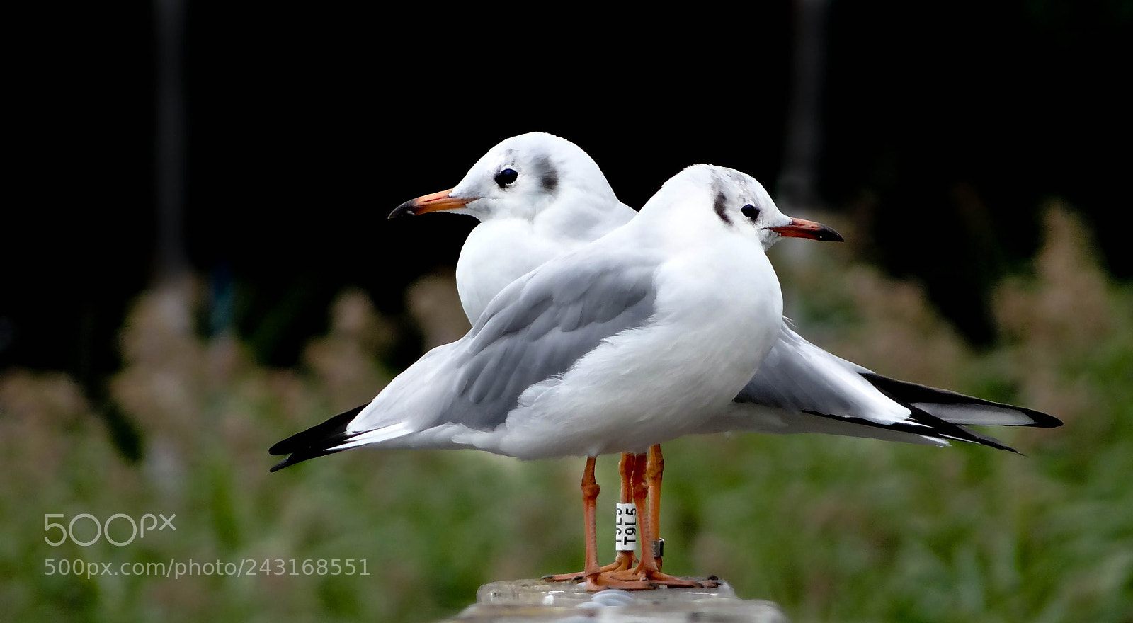 Sony DSC-HX200V sample photo. Two little dicky birds photography