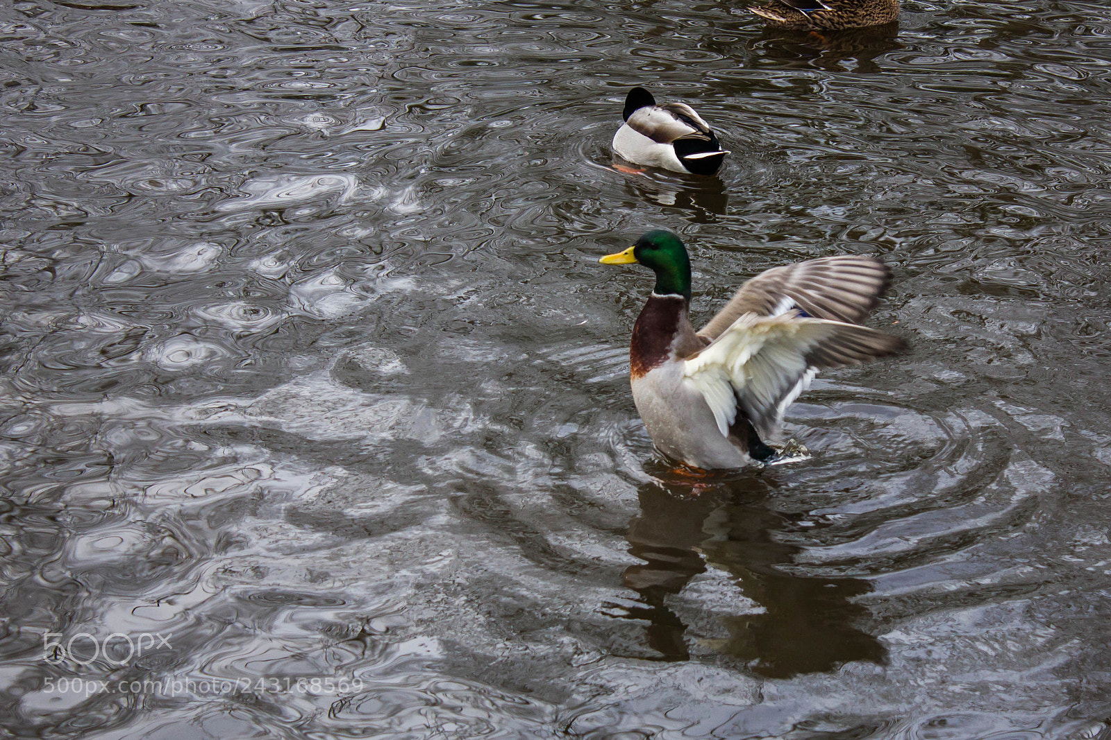 Canon EOS 550D (EOS Rebel T2i / EOS Kiss X4) sample photo. Duck photography