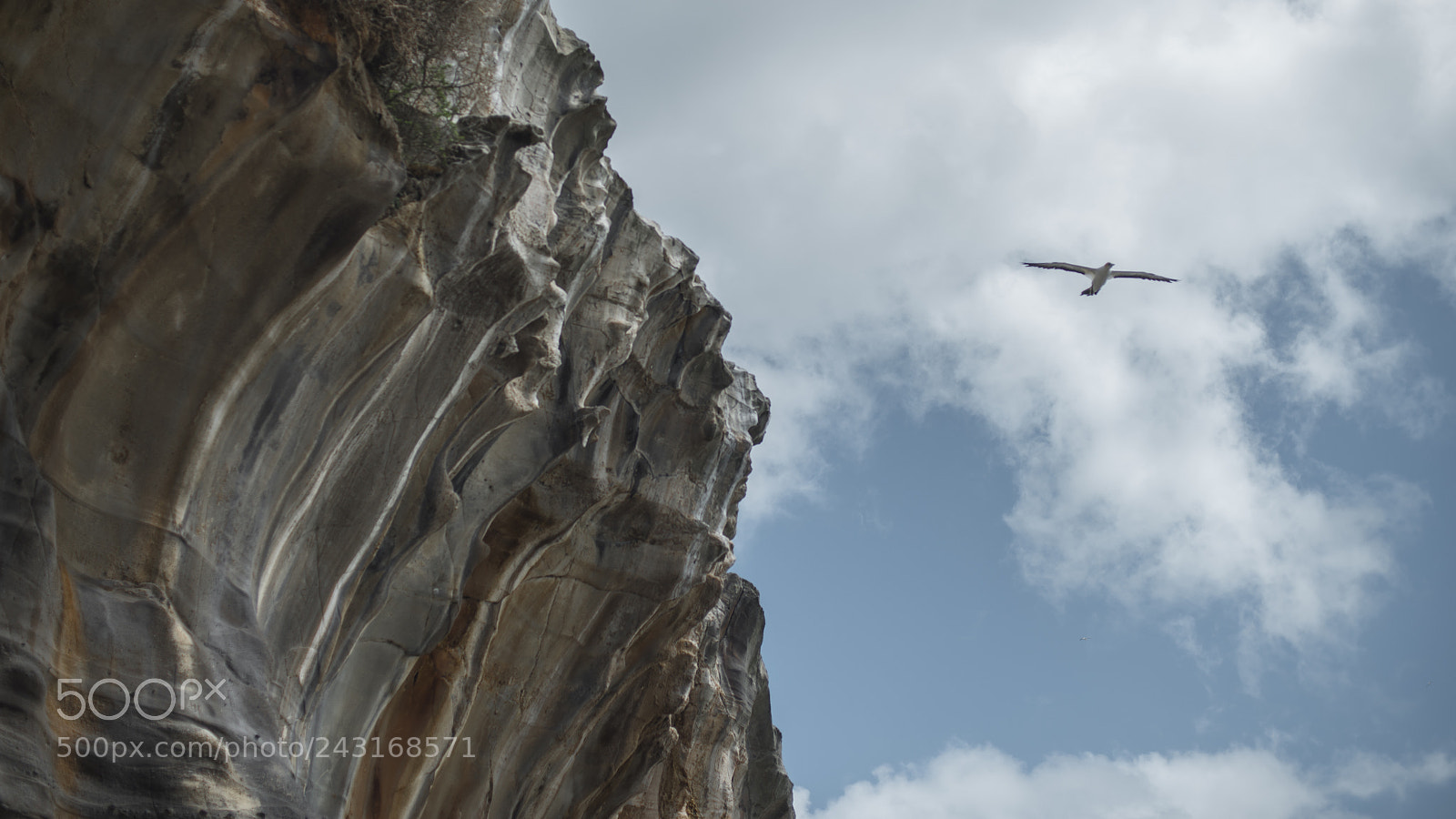 Nikon D800 sample photo. Gannets 03 photography