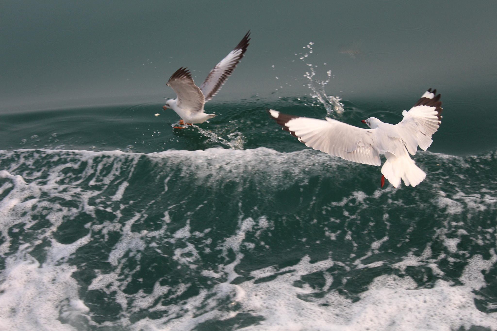 Canon EOS 700D (EOS Rebel T5i / EOS Kiss X7i) + Canon EF 22-55mm f/4-5.6 USM sample photo. Birds can soar anywhere but still cannot resist the splash of sea. #seagulls #sea #freedom photography