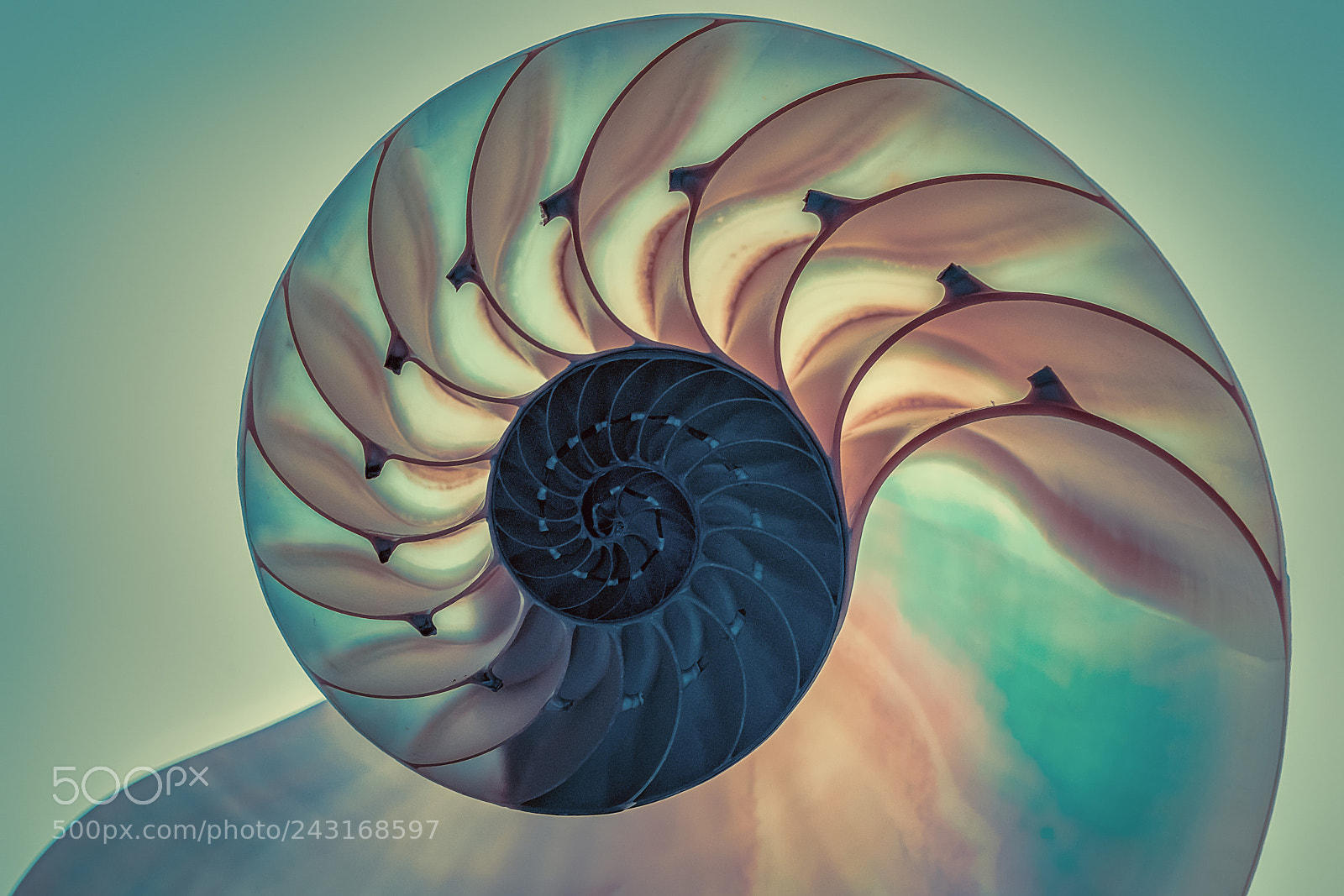 Sony a7R II sample photo. Abstract nautilus shell photography