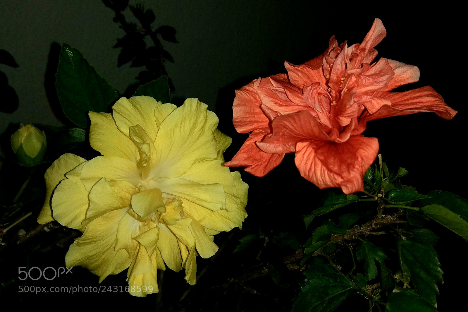 Xiaomi Redmi Note 4 sample photo. Good neighbours photography