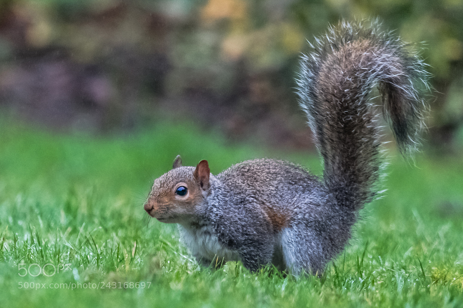 Nikon D850 sample photo. Tail question? photography