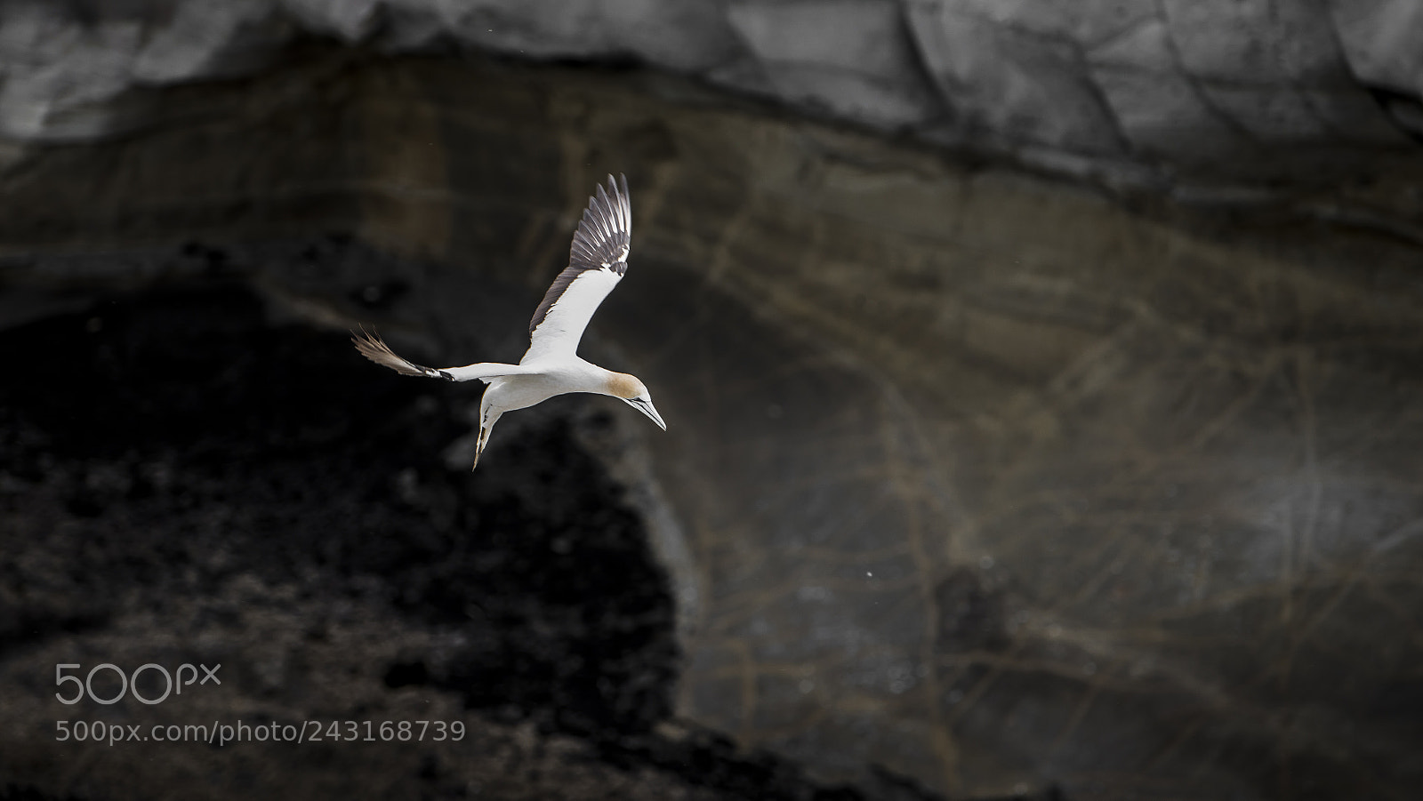 Nikon D800 sample photo. Gannets 04 photography
