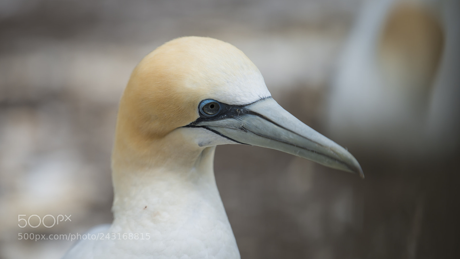 Nikon D800 sample photo. Gannets 05 photography