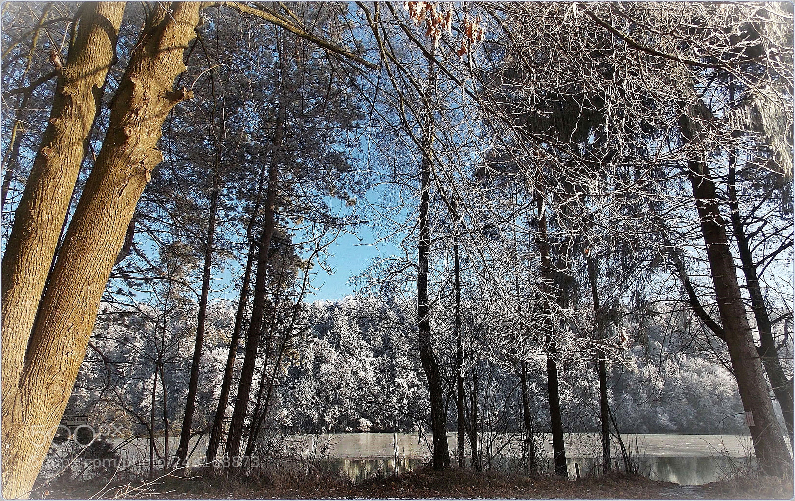 Nikon Coolpix L810 sample photo. Frosted photography