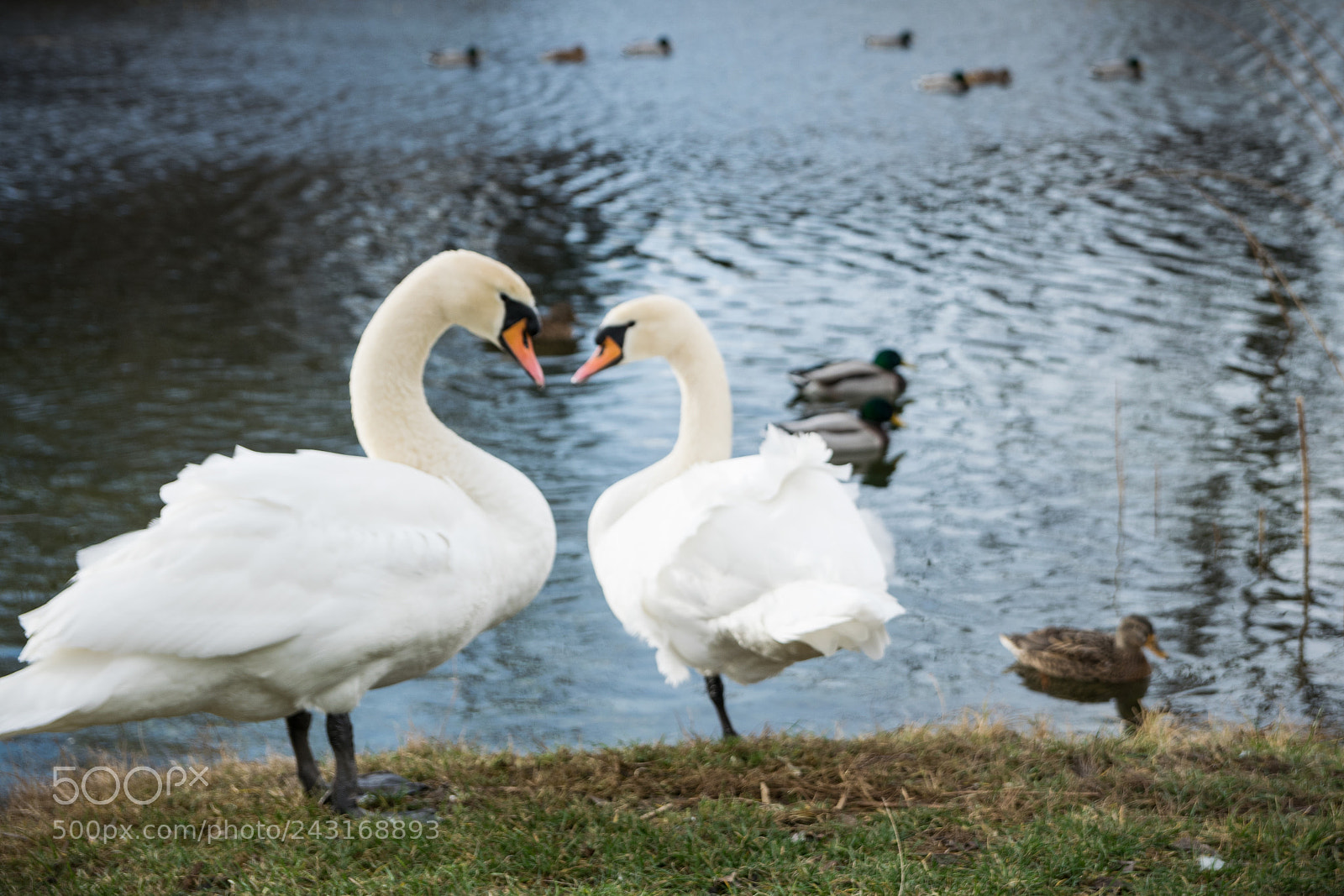 Nikon D3300 sample photo. Love swan photography