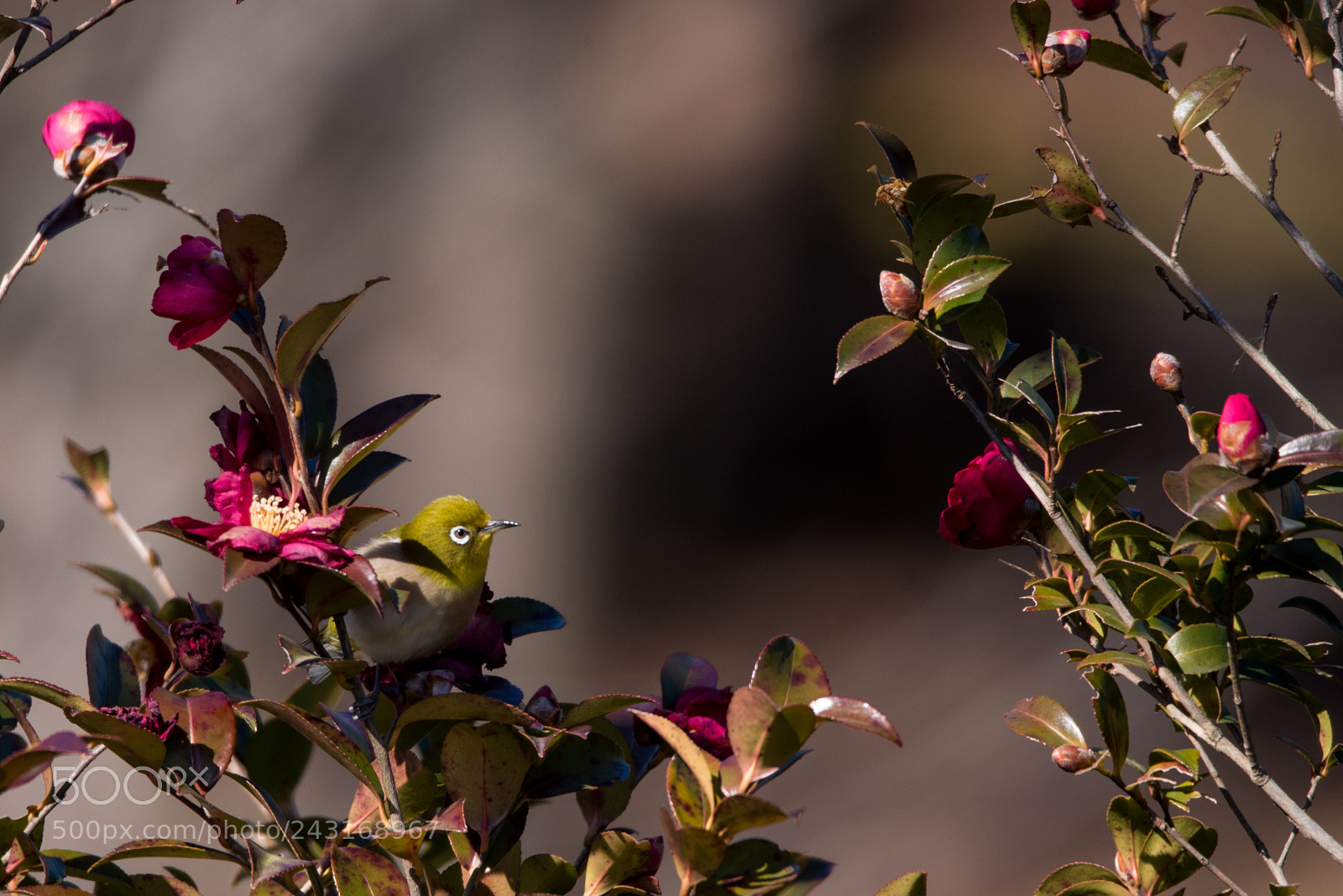 Nikon D750 sample photo. Flower nectar photography