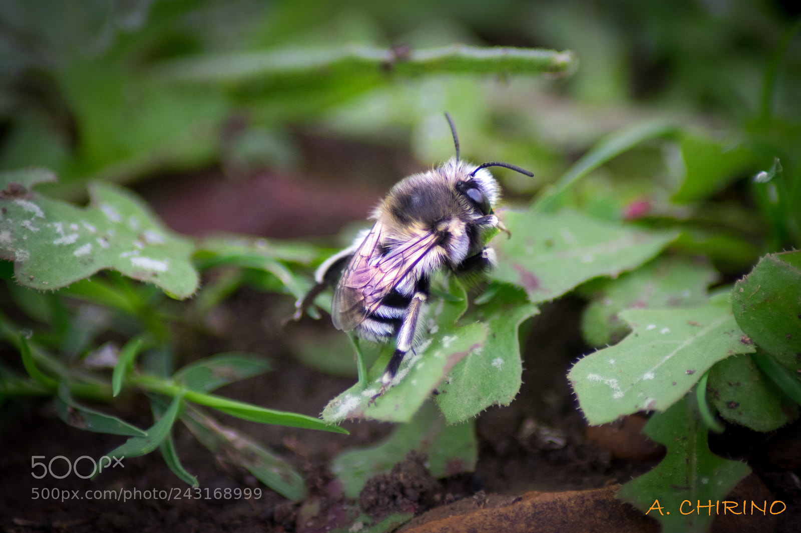 Nikon D3400 sample photo. Free bee photography