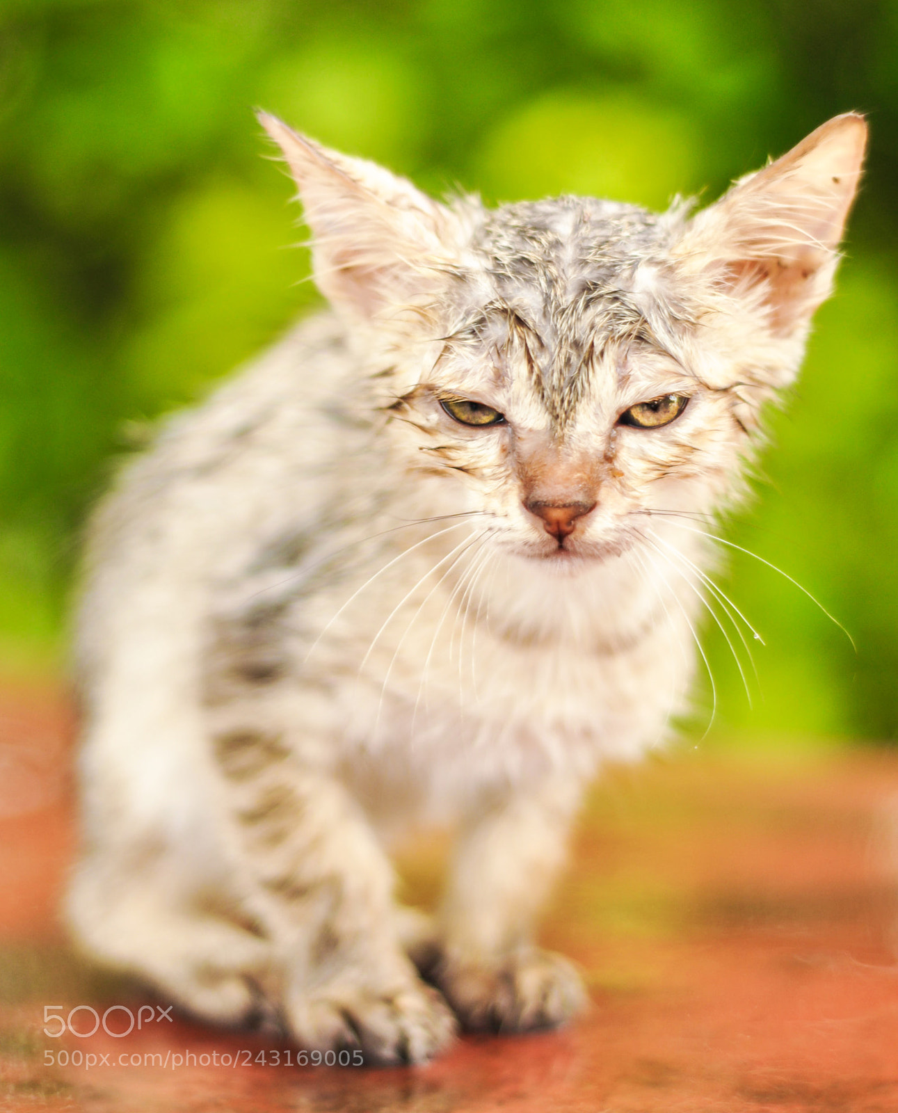 Nikon D90 sample photo. Kitten photography