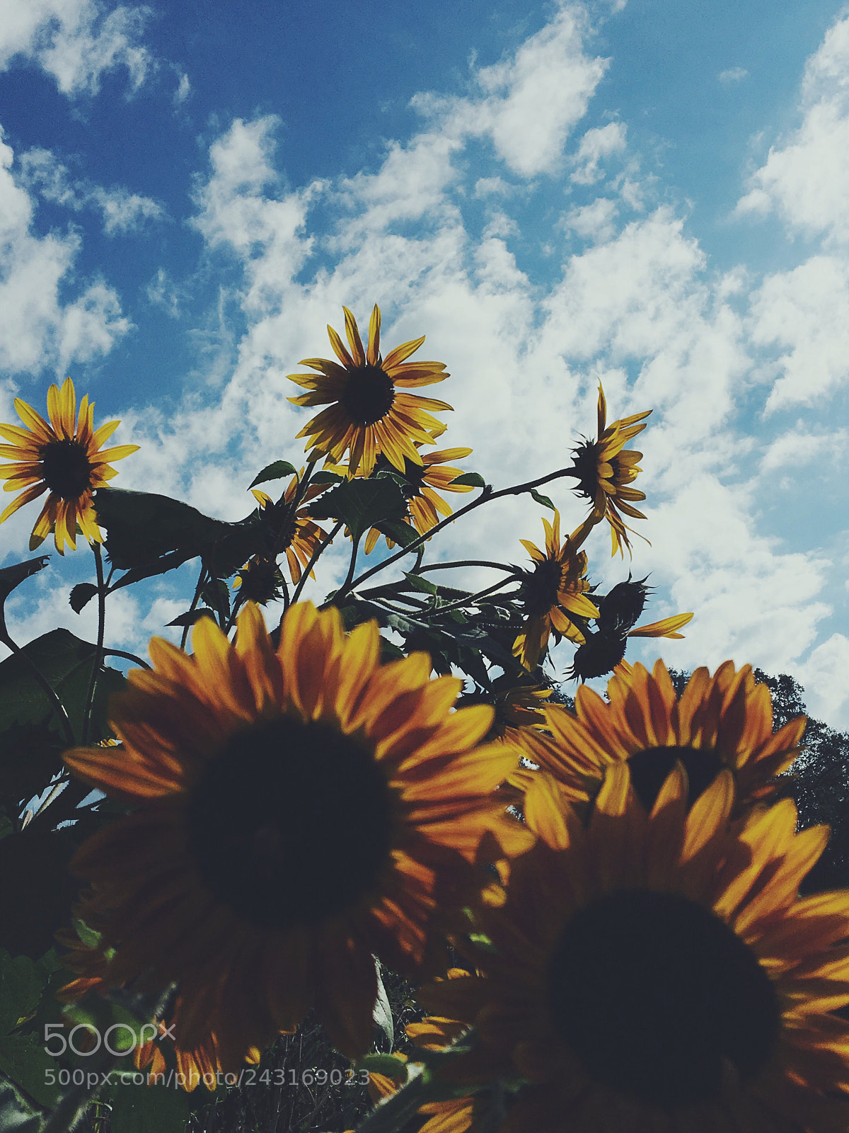 Apple iPhone 6s sample photo. Be like a sunflower.  photography