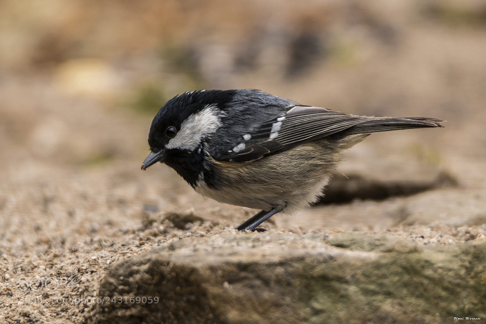 Canon EOS 77D (EOS 9000D / EOS 770D) sample photo. Carbonero garrapinos. photography