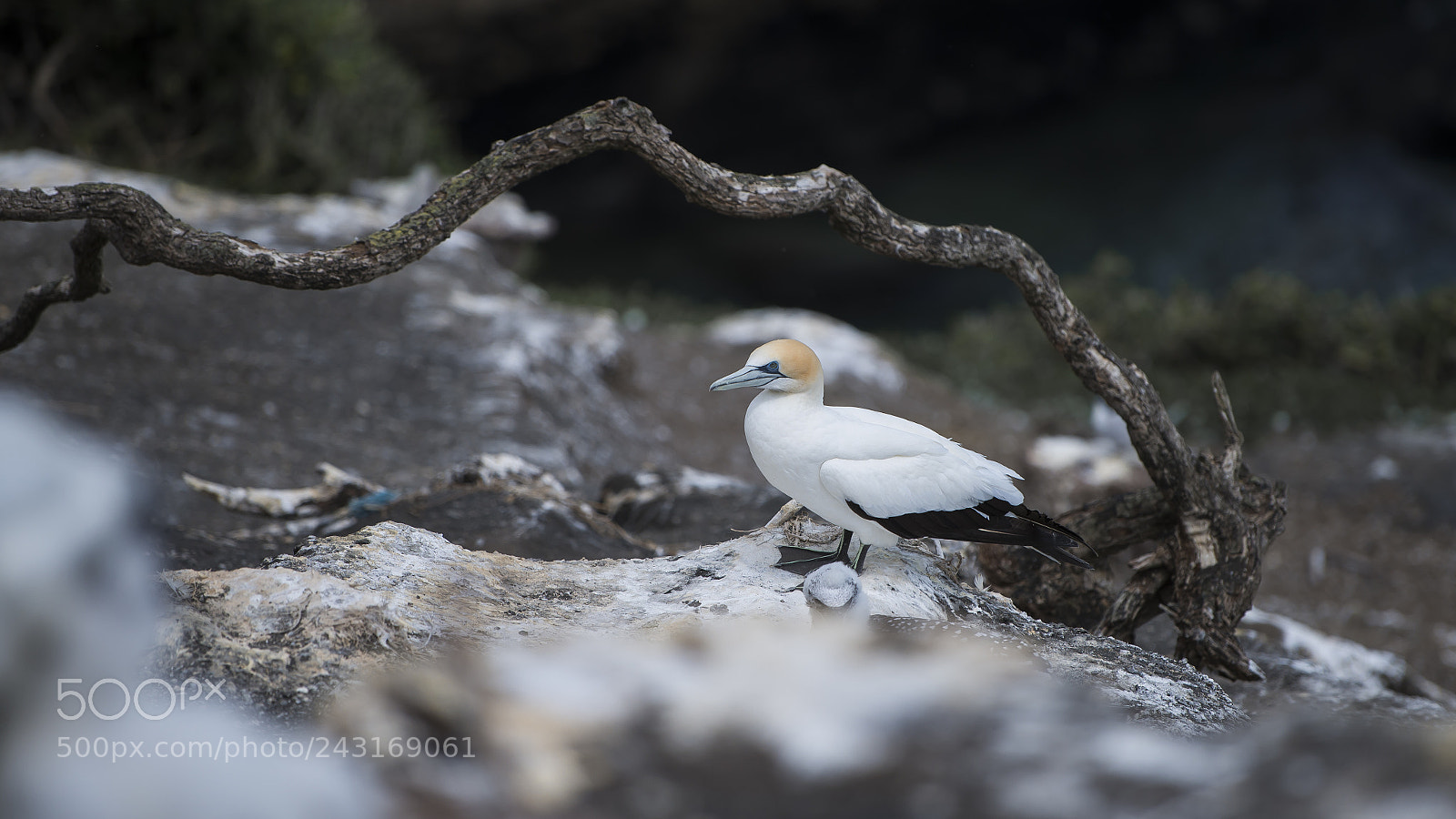 Nikon D800 sample photo. Gannets 06 photography