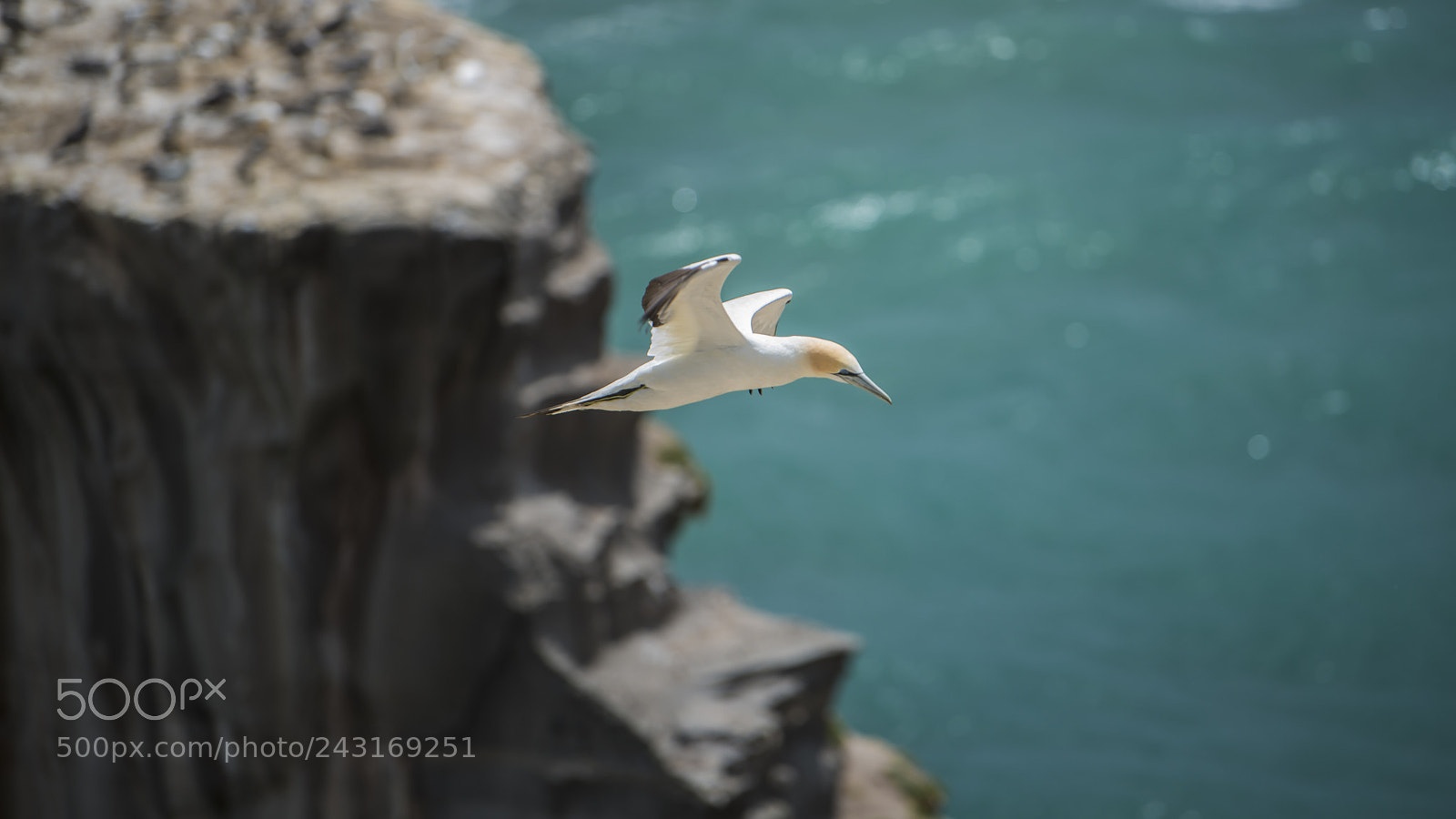Nikon D800 sample photo. Gannets 07 photography