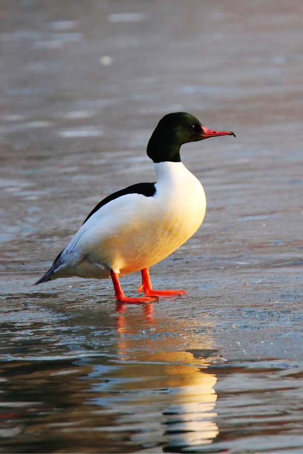 Tamron SP 150-600mm F5-6.3 Di VC USD sample photo