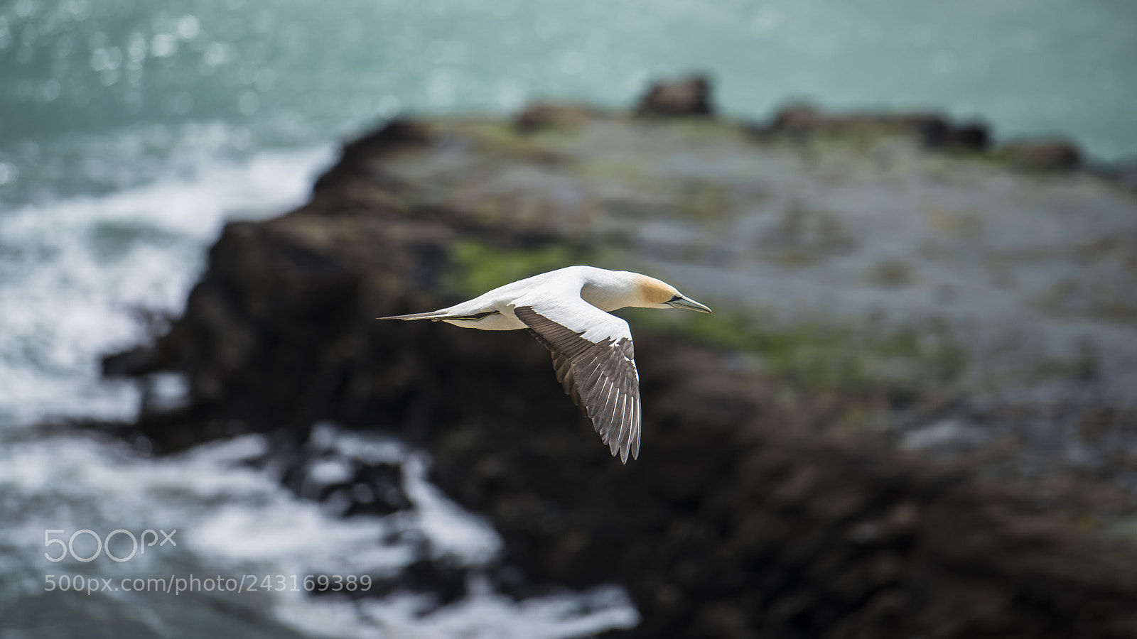 Nikon D800 sample photo. Gannets 08 photography