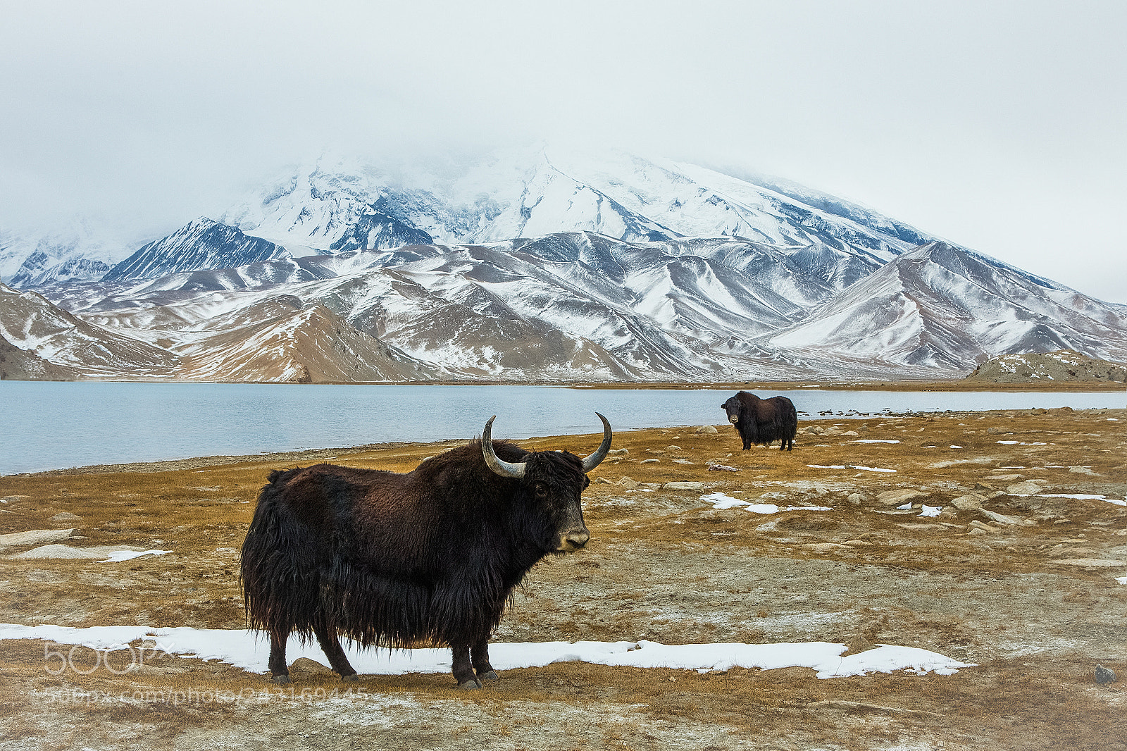 Canon EOS-1D X sample photo. Yaks lives under the photography