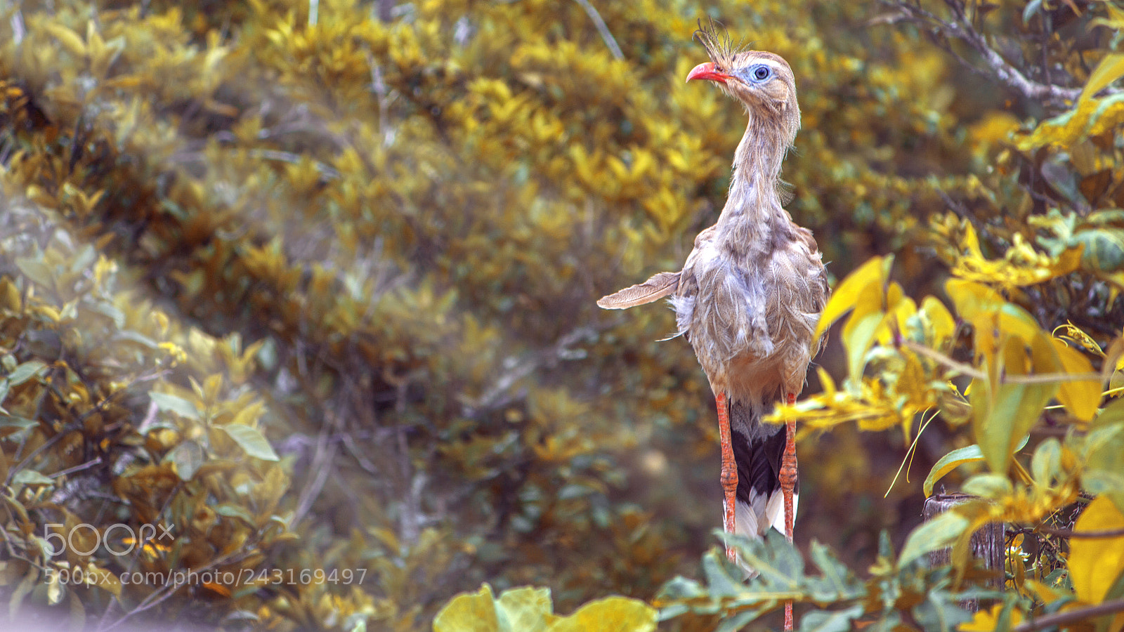 Canon EOS 700D (EOS Rebel T5i / EOS Kiss X7i) sample photo. Siriema photography