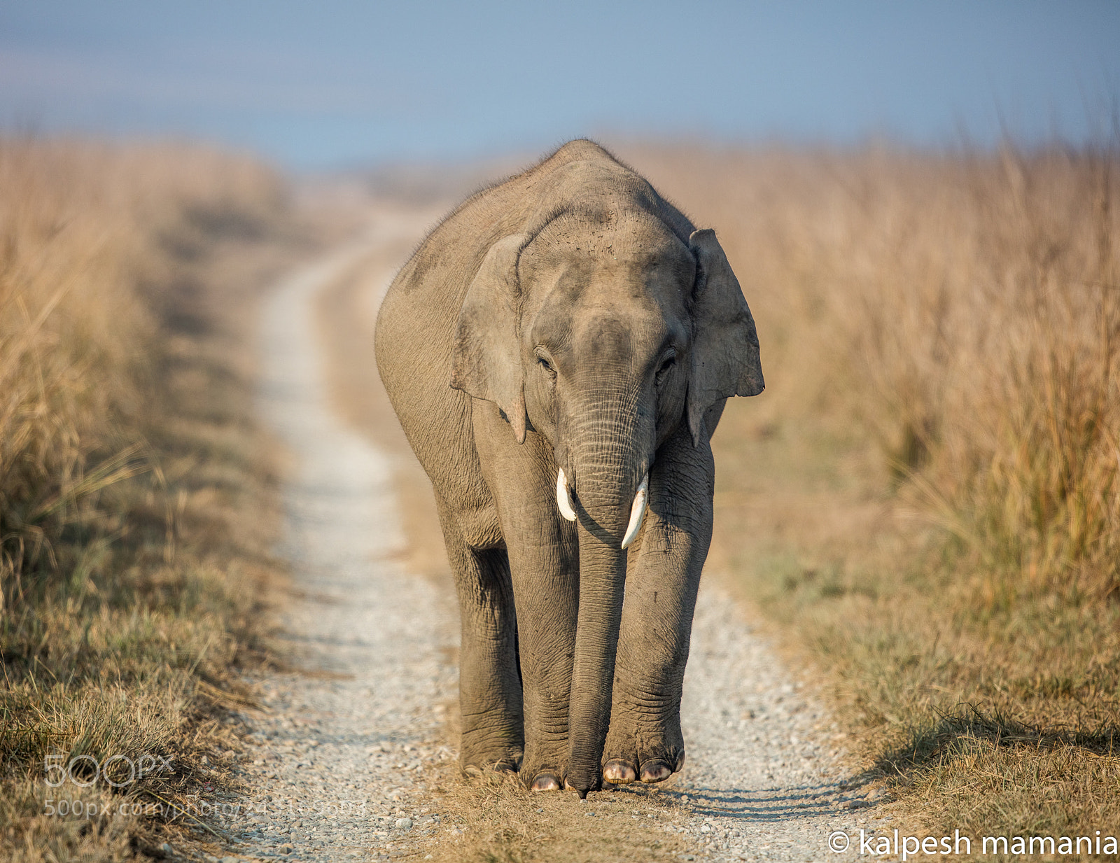 Canon EOS 5DS R sample photo. Tusker at dhikala.  photography