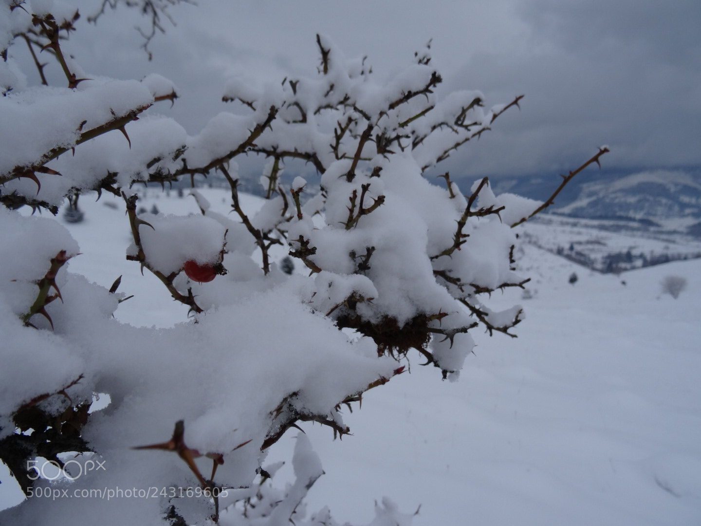 Sony DSC-HX50 sample photo. * photography