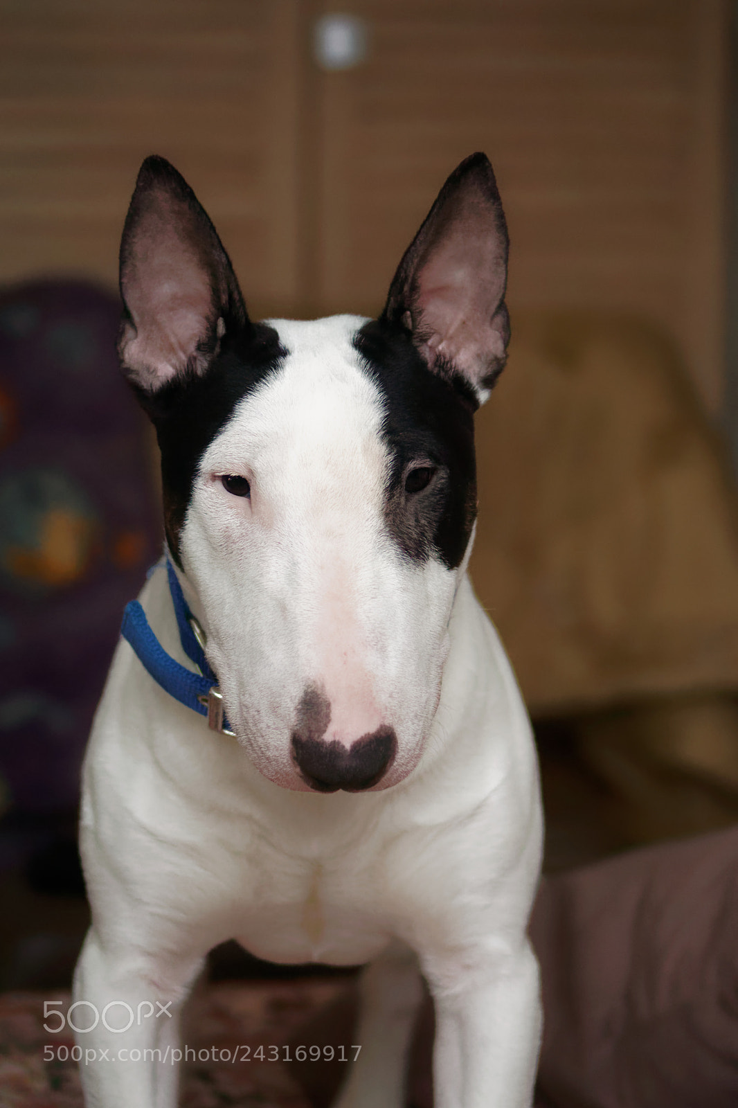 Sony ILCA-77M2 sample photo. My bull terrier photography