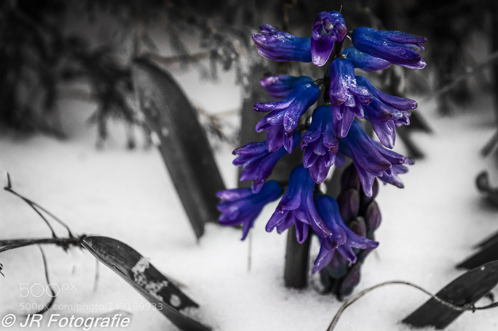 Canon EOS 600D (Rebel EOS T3i / EOS Kiss X5) sample photo. Hyacinth in snow photography