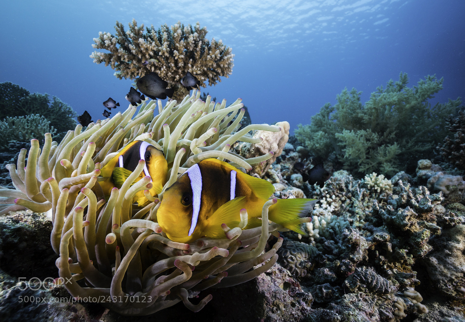 Sony a6500 sample photo. Anemonefish in north red photography
