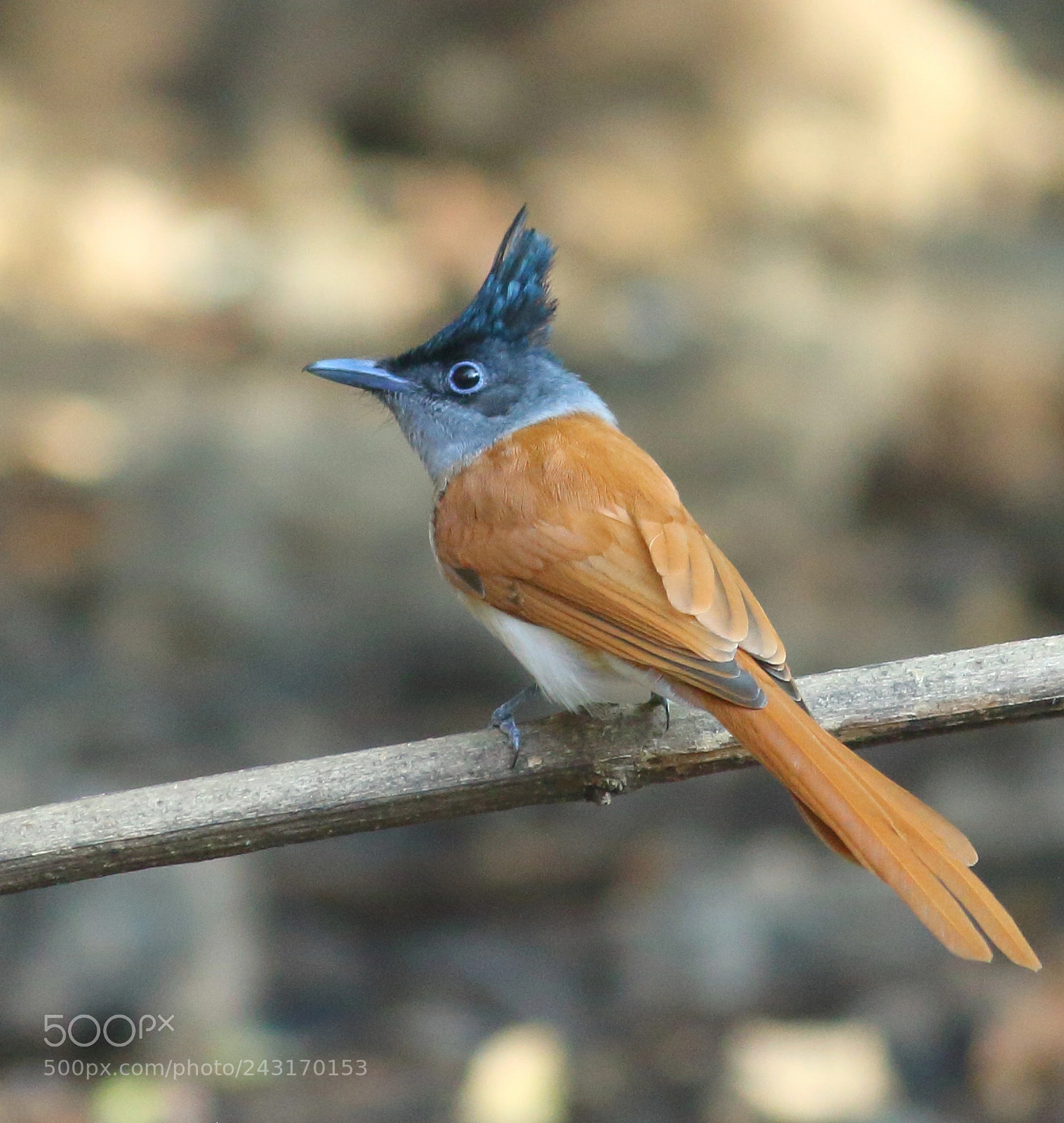 Canon EOS 1200D (EOS Rebel T5 / EOS Kiss X70 / EOS Hi) sample photo. Indian paradise flycatcher male photography