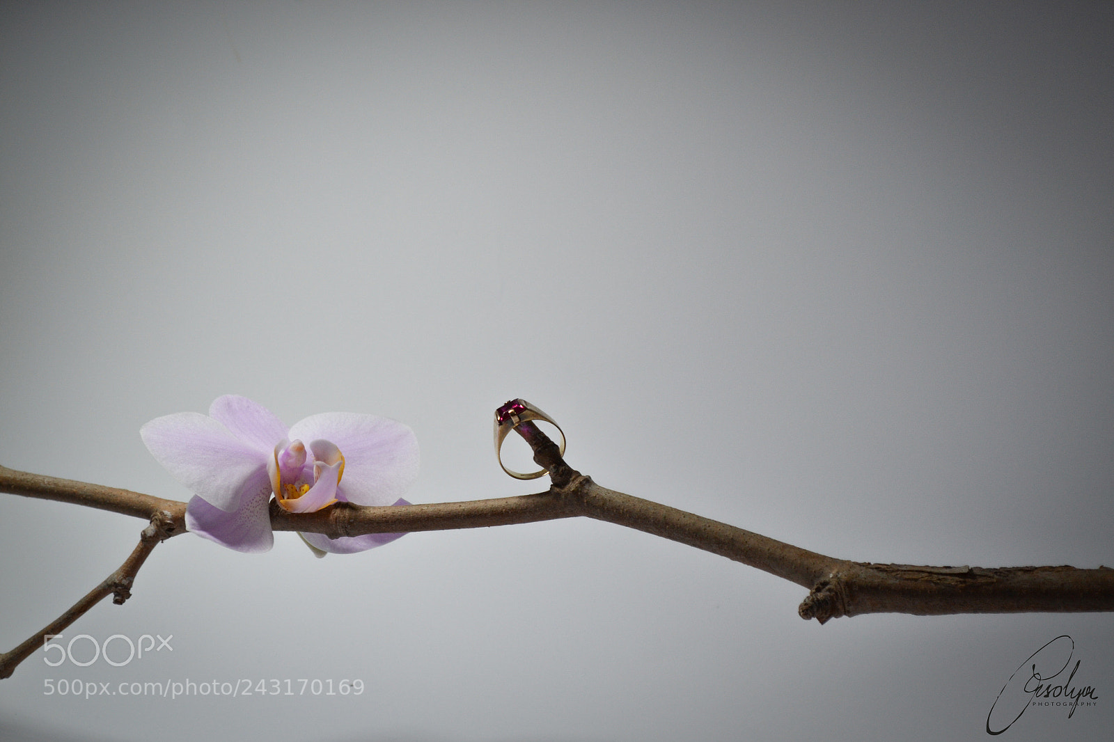 Nikon D3100 sample photo. Ring photography