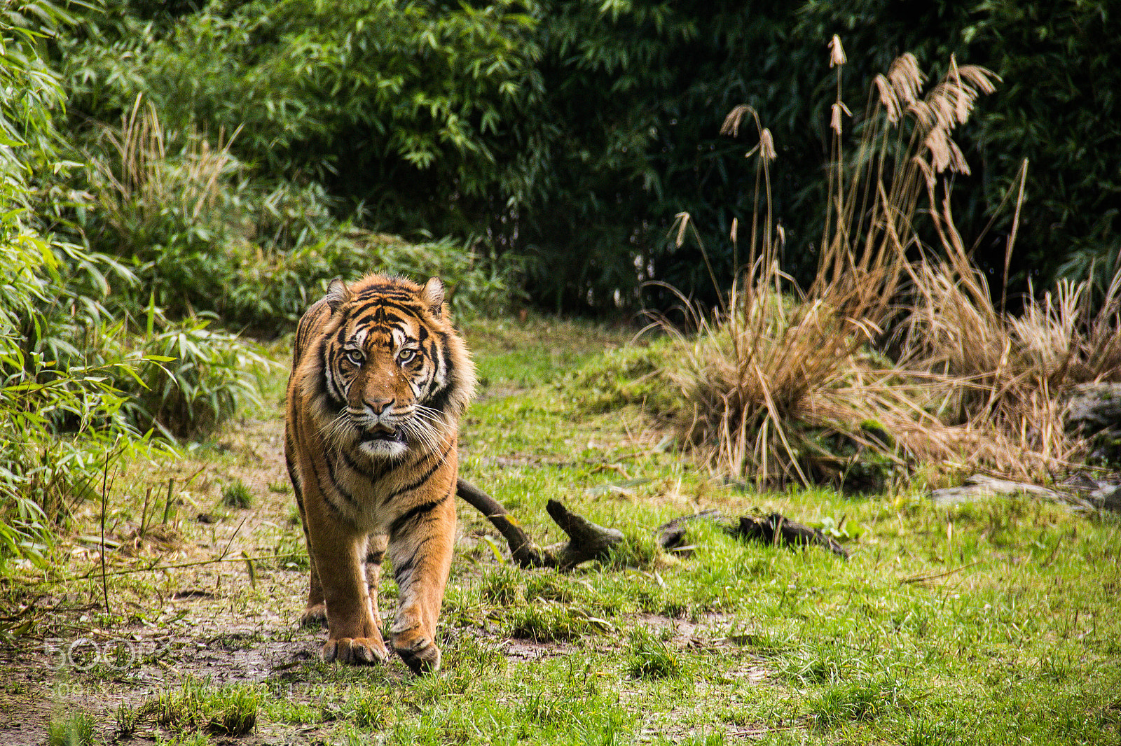 Canon EOS 60D sample photo. Tiger on final approach photography