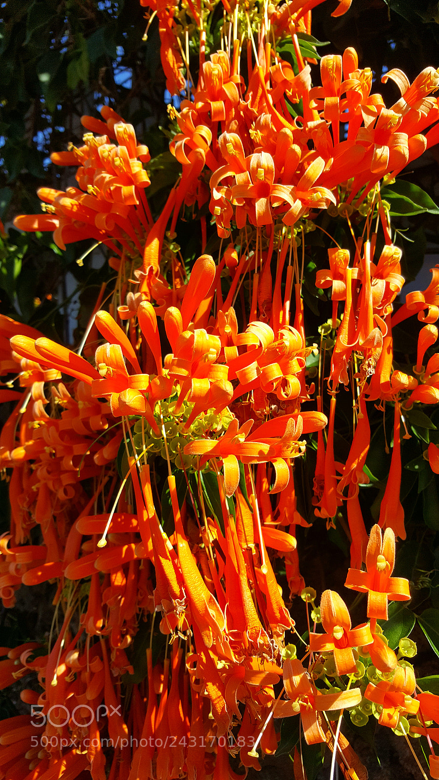 Samsung Galaxy Note5 sample photo. Firecrackerflowers photography
