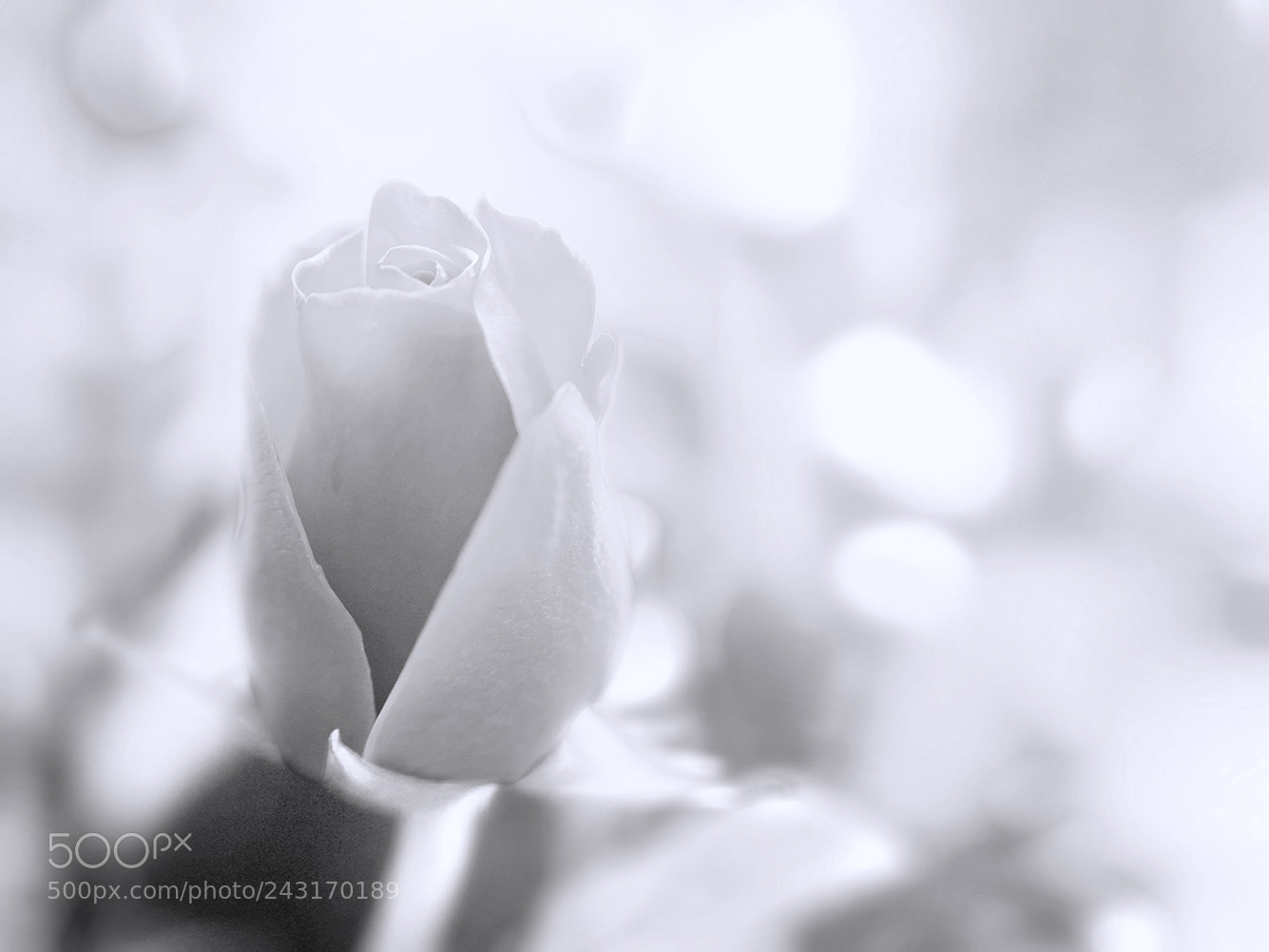 Canon EOS-1Ds Mark III sample photo. B&w photography