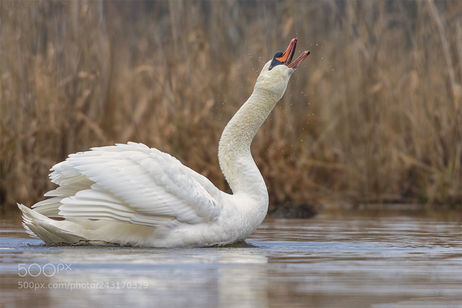 Nikon D500 sample photo. Mute swan photography