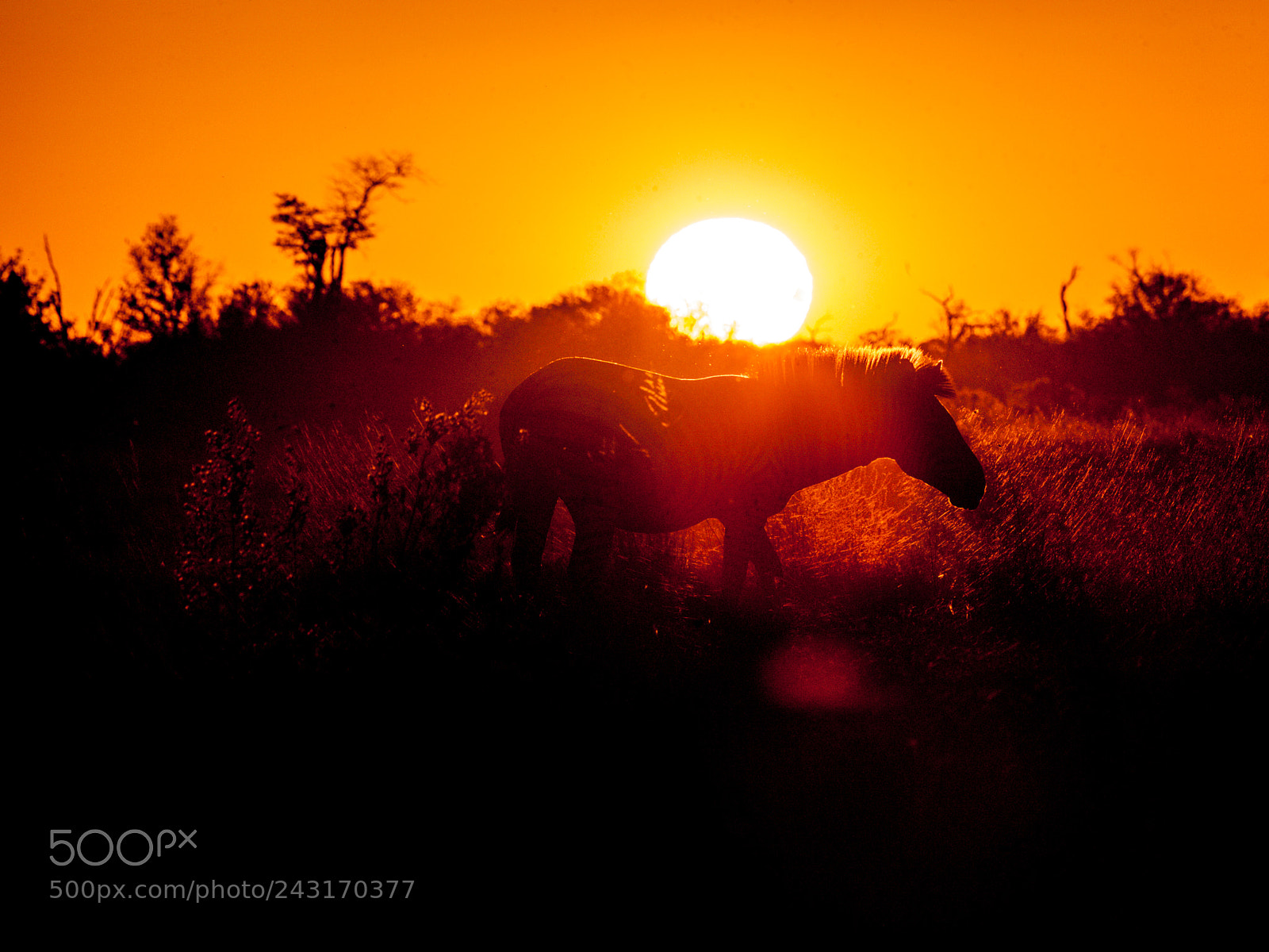 Canon EOS 5D sample photo. Zebra in the bush photography