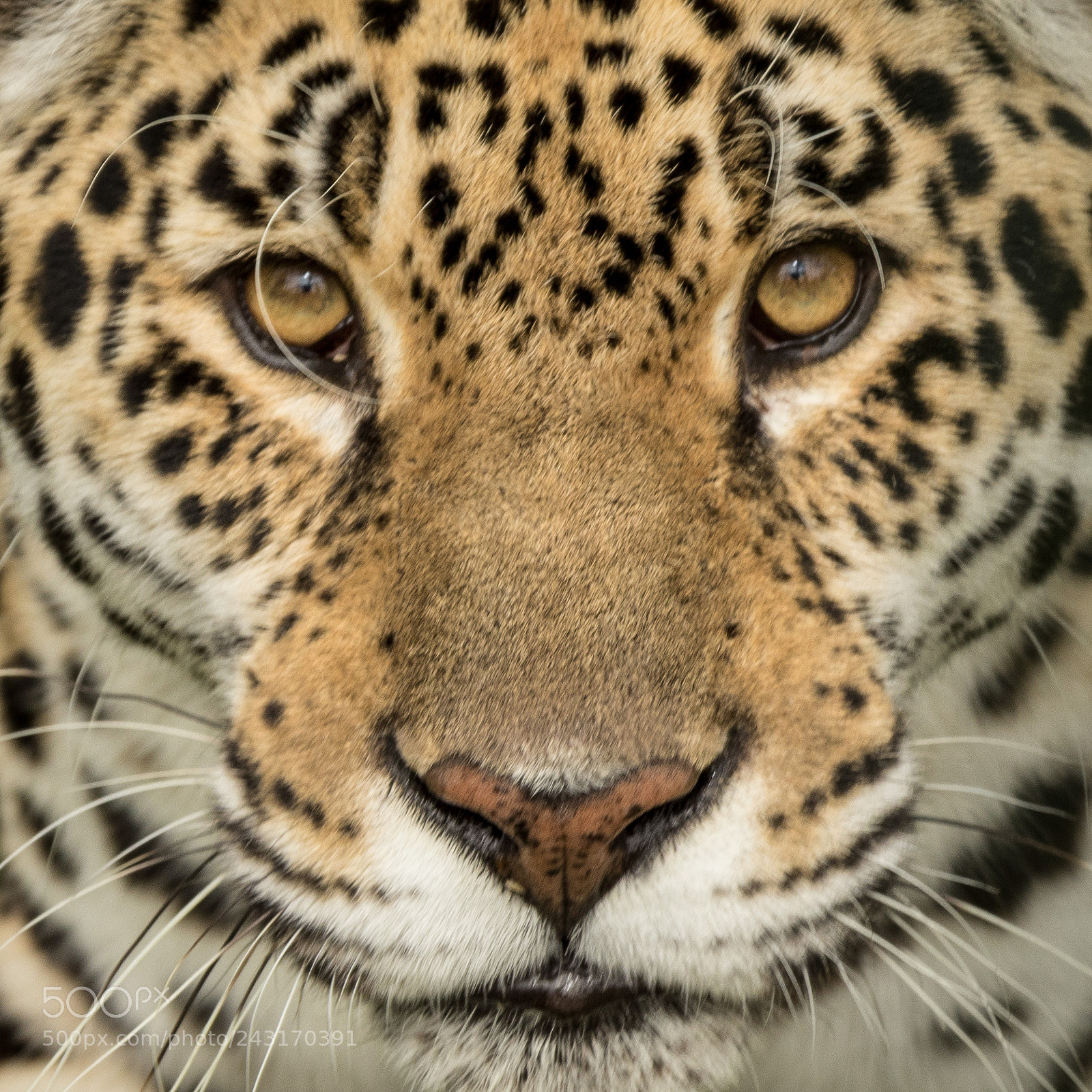Canon EOS 7D Mark II sample photo. Big cat face photography