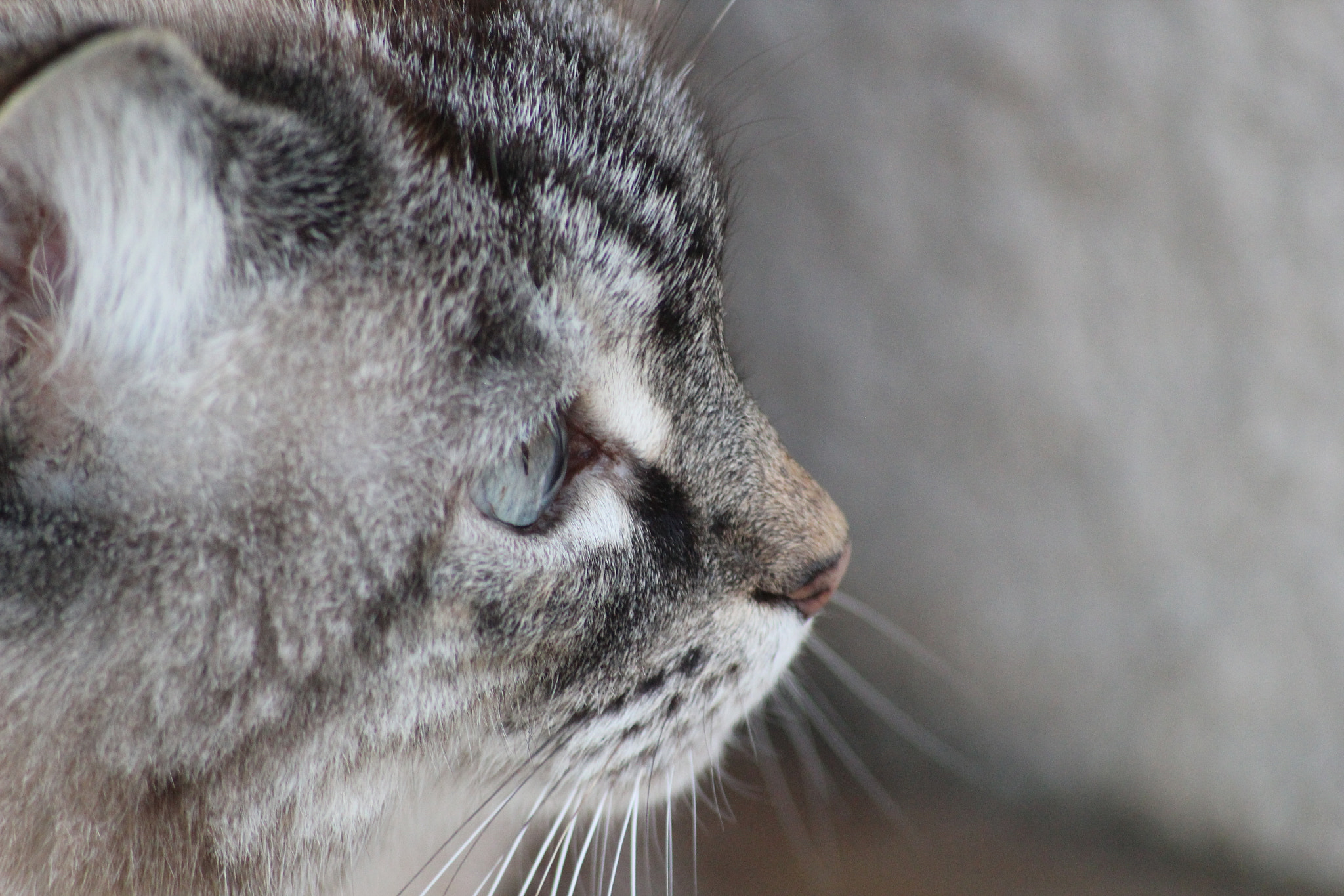 Canon EOS 550D (EOS Rebel T2i / EOS Kiss X4) sample photo. Cat 😸 photography
