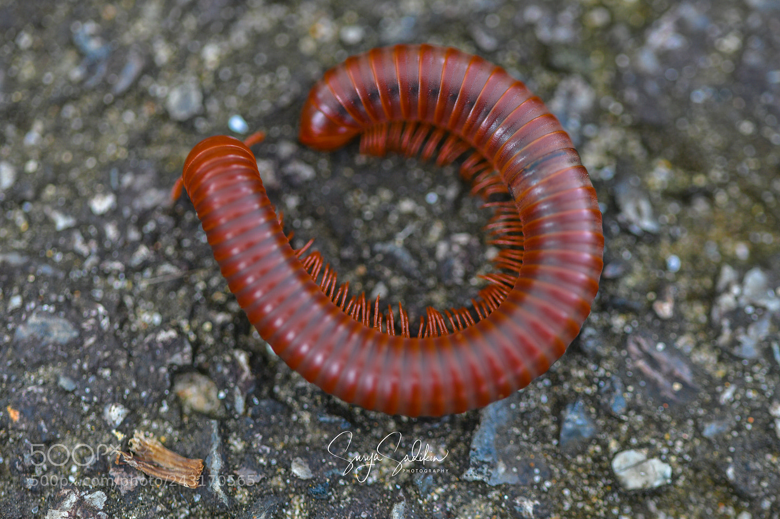 Nikon D850 sample photo. Big "o"of millipede photography