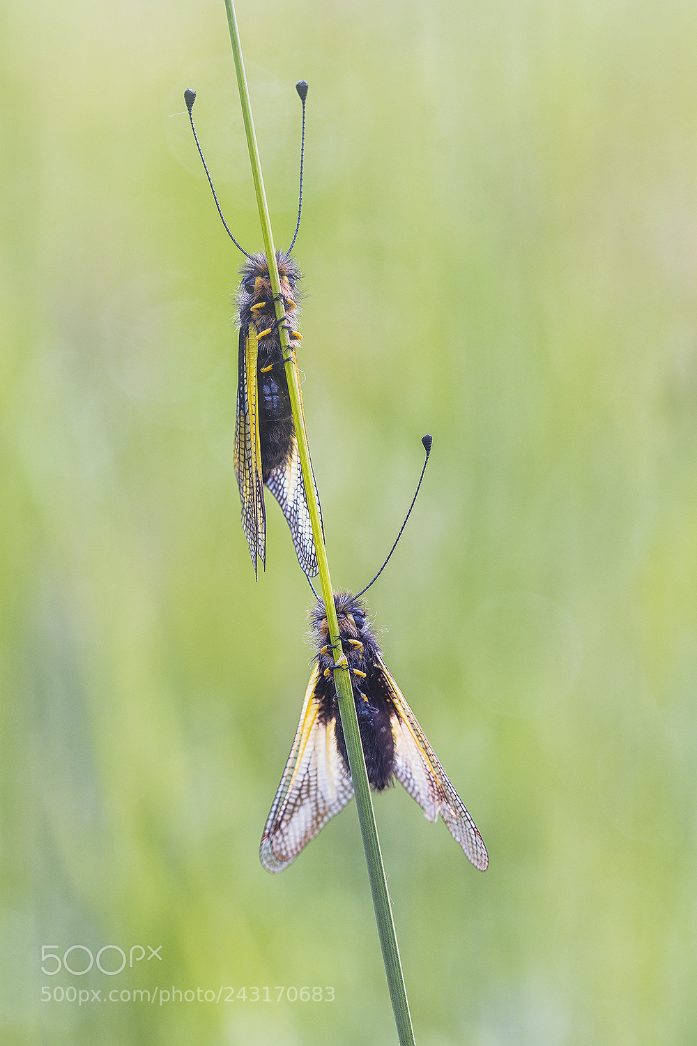 Nikon D500 sample photo. Ascalaphidae,owlfly photography