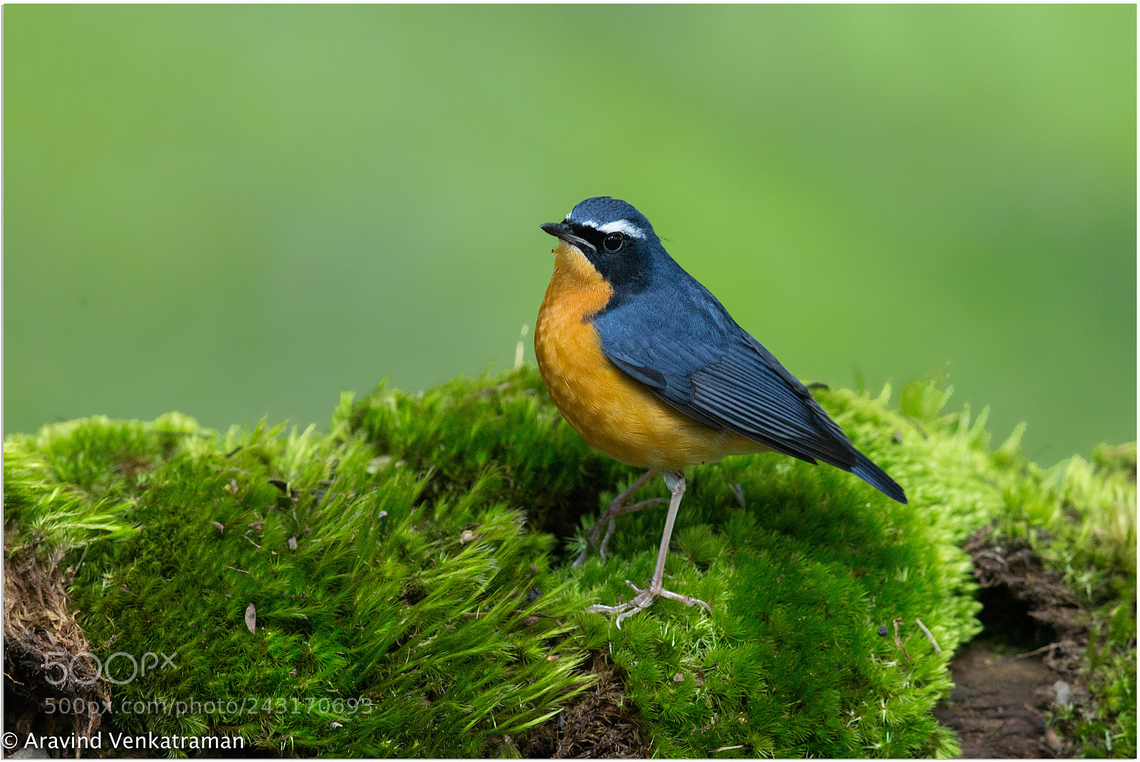 Canon EOS-1D X sample photo. Indian blue robin photography