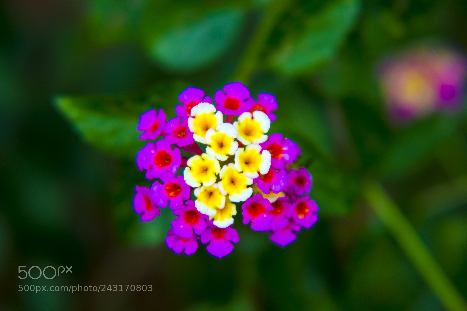 Canon EOS 700D (EOS Rebel T5i / EOS Kiss X7i) sample photo. Lost in purple photography
