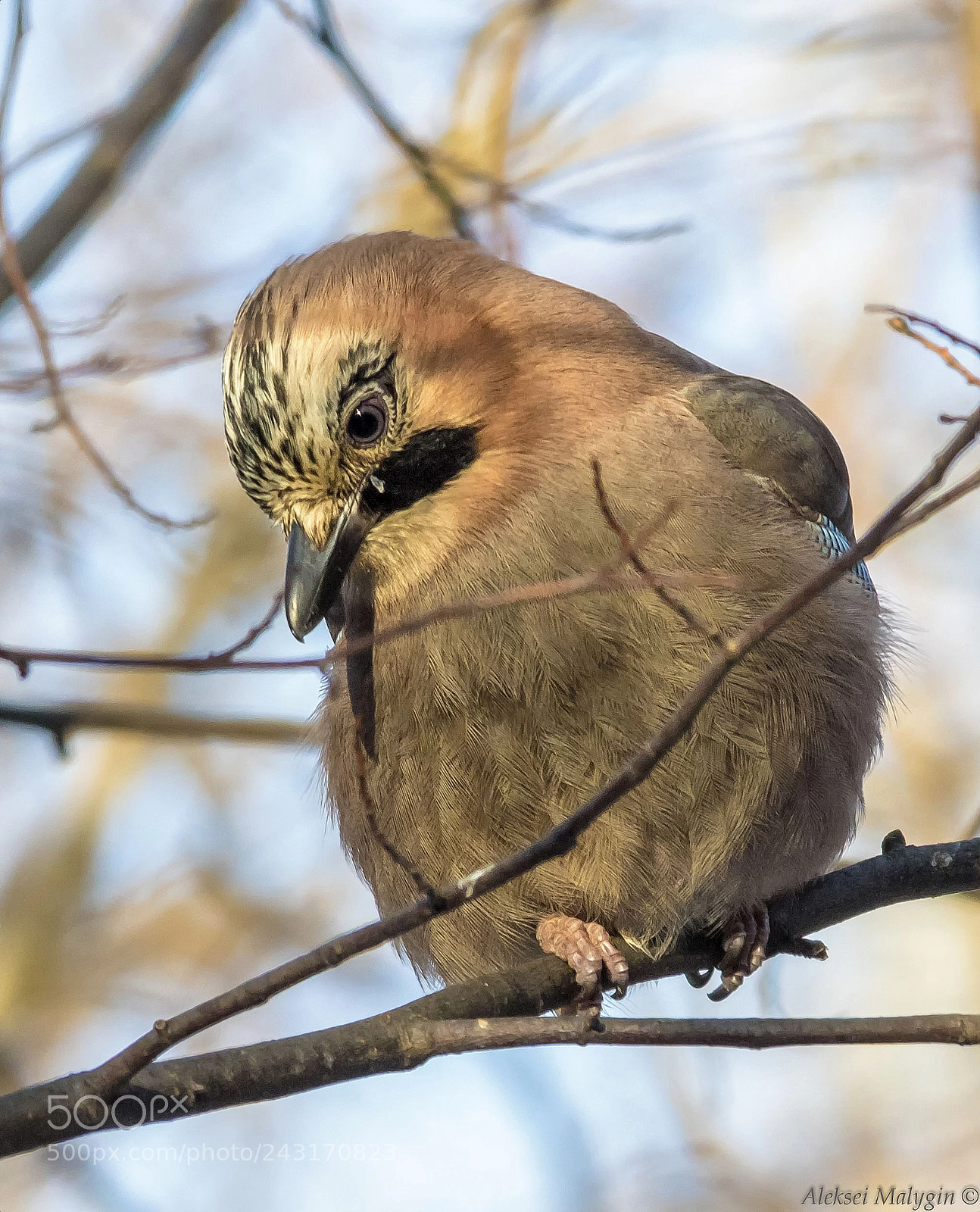 Canon EOS 7D Mark II sample photo. European jay photography