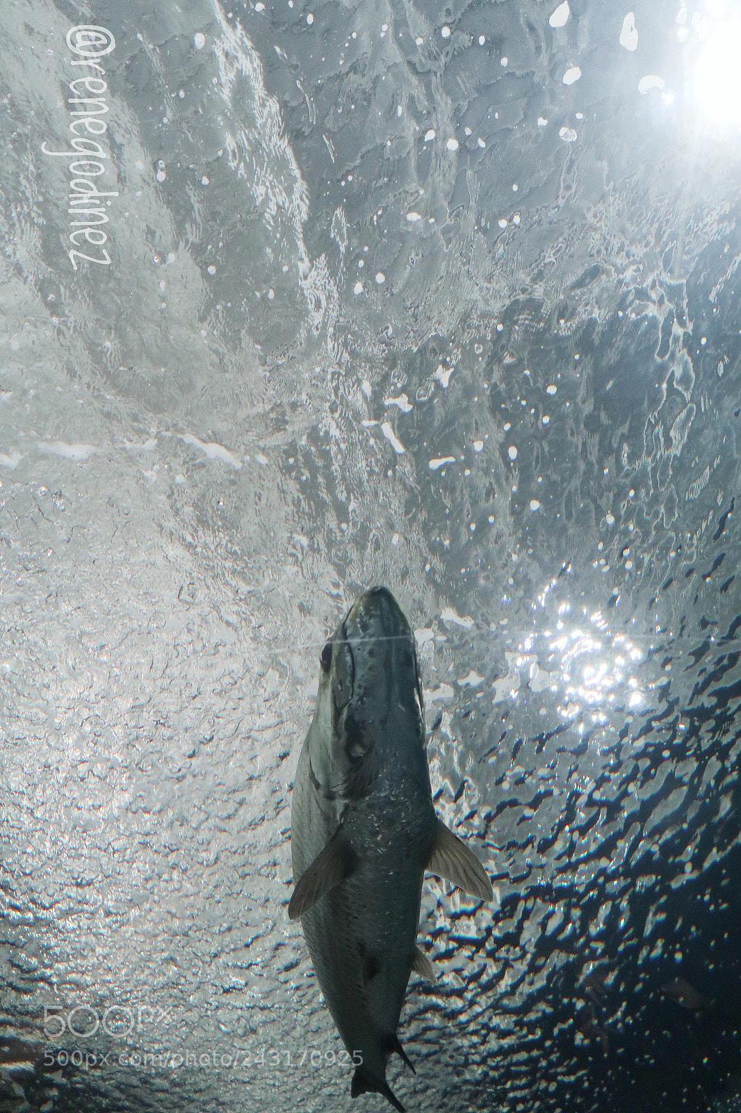Canon PowerShot G7 X Mark II sample photo. Fisch photography