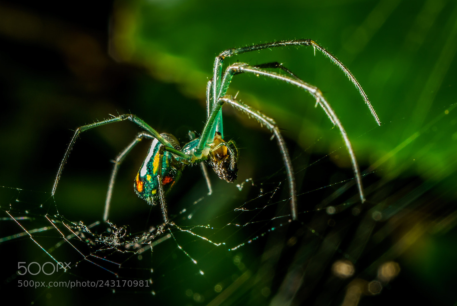 Sony a7R II sample photo. Mirror spider photography
