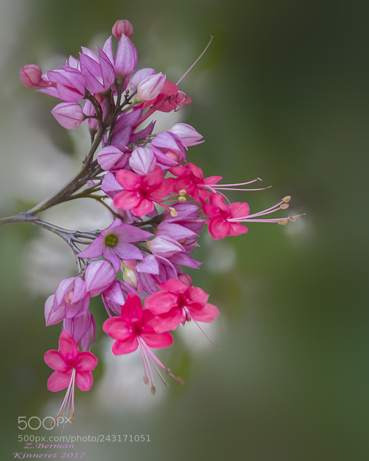 Nikon D500 sample photo. Flower bouquet photography