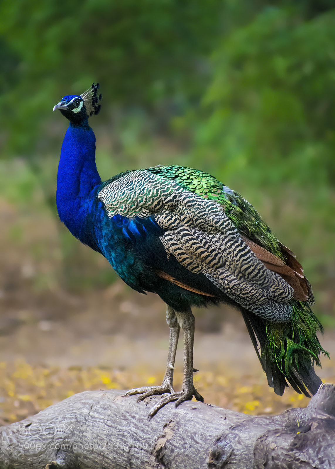 Nikon D3400 sample photo. Peacock photography