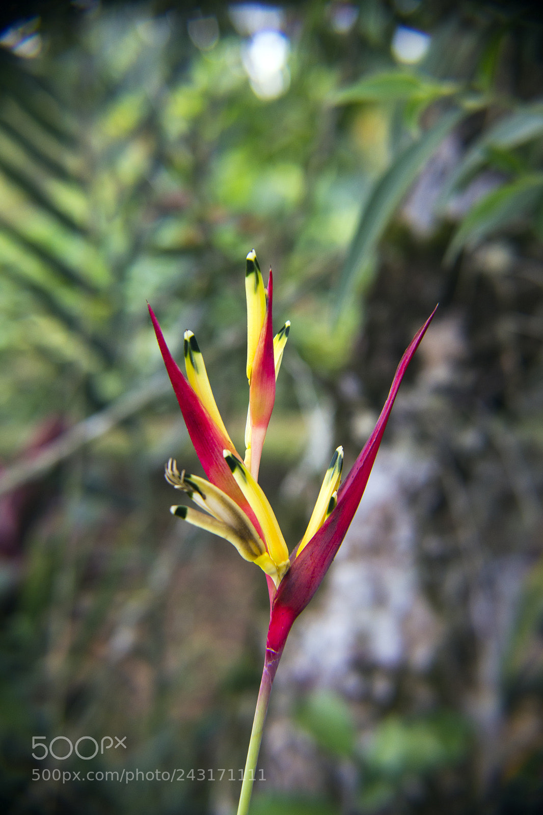 Canon EOS 700D (EOS Rebel T5i / EOS Kiss X7i) sample photo. Paradise photography